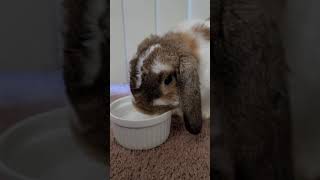 Bunny drinks water in the CUTEST way💧very soothing 😌 Carl my Holland Lop 🇳🇱💕