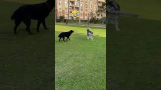 My husky annoying dogs part 2