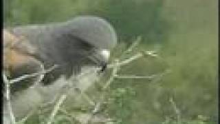 White-tailed Hawk with Young Chick Feeds Breakfast of Mouse