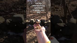 Enchanting: Little Princess Feeds Feathered Friends  #nature #birds #sanctuary #wildlife #disney