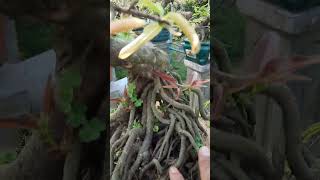 Mai vàng bonsai #maibìnhđịnh #shorts