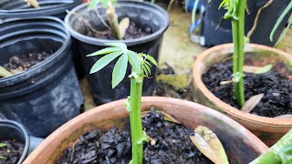 My new casava cuttings are growing!