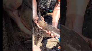 Snakehead Fish Catchup Many More #fish #fishing #fishingvideo #viralvideo #shortsvideo 🙆‍♂️😮