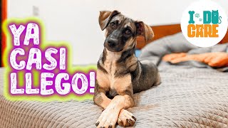 Perrita CACHORRA 🐶 está a punto de comenzar su NUEVA VIDA en WISCONSIN! 🇺🇸