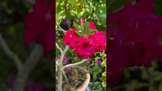 ROSAS DEL DESIERTO #jardín #plantastropicales #cuidados #cuidados #