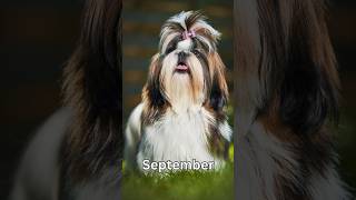 If Your Birth Month Were A Shih Tzu😌🐾#birthmonth #daily #shihtzu