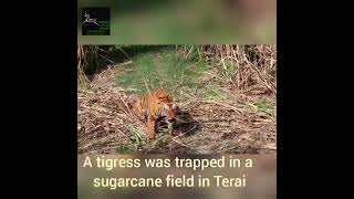 A tigress returns to the wild!