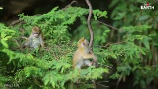 Best Video Baby Monkey Moments Playing