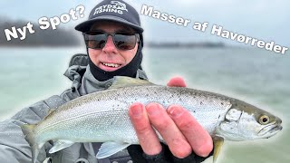 Fredskoven Østfyn 🐟 Masser af fisk 🎣 Havørred fiskeri