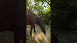 L’équitation : bien plus qu’une passion c’est un mode de vie. #equitation #horse #equestrianlife