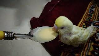 Hand Feeding Baby Budgies Parrot