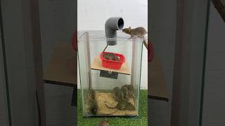 Best home mouse trap//mouse trap tips #rattrap #mousetrap #shorts