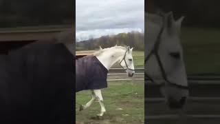 Funny Video #horse #shortsviral #shorts #short #viralvideo#panda  #funny #shortsvideo #shortvideo