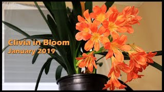 Clivia in Bloom   January 2019