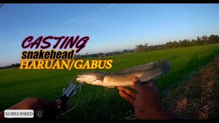 CASTING SNAKEHEAD/HARUAN/GABUS PART2