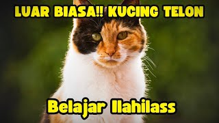 SI TELON BELAJAR PUJIAN‼️Illahilas Tulil firdaus.. #kucingviral #kucingsholawatan