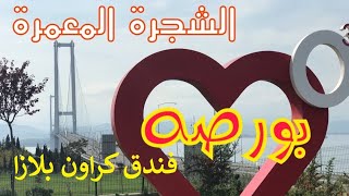 فندق كراون بلازا فى بورصه | الشجرة المعمرة فى بورصه تركيا