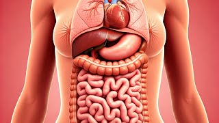 Viscera (10 mins) - Female Composite Viscera showing Uterus, Urinary Bladder, Rectum, Fallopian Tube