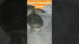 # three beautiful Turtles/ #beautiful Turtles