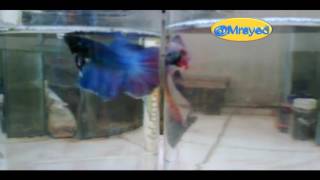 ikan laga @ ikan cupang @ betta -part 1 @mrsyed