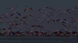 Flying Flamingos