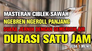 MASTERAN MURAI BATU, CIBLEK SAWAH GACOR NGEBREN PANJANG