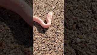 Hatchling Dewy getting some evening sun. #pet #animal #reptile #snake #cornsnake