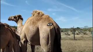 Painting fake eyes on camels to protect from predators