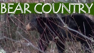 BLACK BEAR COUNTRY!!! Bear Bait Hunt (actual bear sighting)