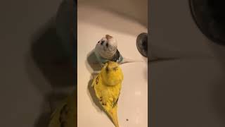 #lovebirds #birds #petlover #shorts