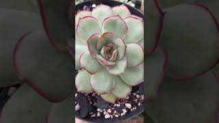 ECHEVERIA HIBRIDA PULIDONIS