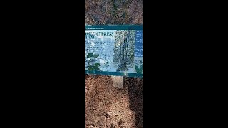 First Landing Park Bald Cypress Trail part 1