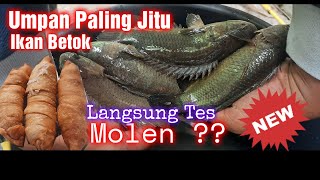 UMPAN IKAN BETOK PALING JITU  BANYAK ORANG YANG ENGAK TAU LANGSUNG TES DI JAMIN GACOR #UMPANBETOK