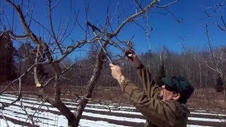 Cutting Back Mom's Spigold Trees March 28, 2013