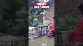 Cikojira Banten pemanasan #youtubeshorts