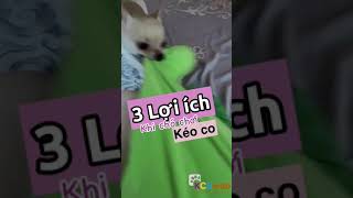 3 lợi ích khi chơi kéo co với thú cưng #thucung #chamsocthucung #pets #thúcưng