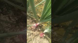 Onion Cultivation