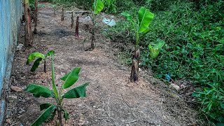 KAMI BELAJAR BERBUDI PADA TANAH | TANAM PISANG, PANDAN, SERAI, BUNGA KANTAN!!