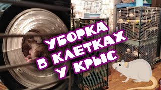 БОЛЬШАЯ УБОРКА У КРЫС В ОГРОМНЫХ КЛЕТКАХ