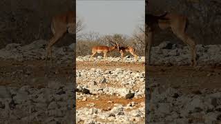 Springbok at Etosha National Park, Namibia.