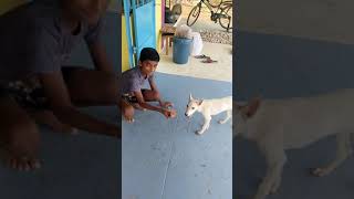 summer 🌞 fun with kutty(dog) eating watermelon 🍉🍉🍉/தர்பூசணி @sebas2650 #seba herbs #shorts