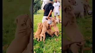 😀पिछवाड़ा लाल कर दिया😱#dog #funnyanimals #animals #short #animalslover #shortsfeed #viral