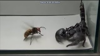 Best of Japanese Giant Hornet