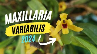 Maxillaria variabilis: Floração de 2024 | Flowering of 2024