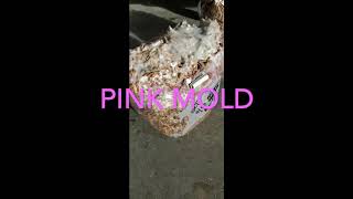 PINK MOLD