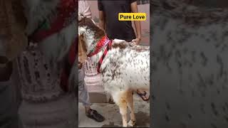 shooq #goatfarming #goat #youtube #animal #goatfarm #goatface #hansa #bakramandi #dairygoats