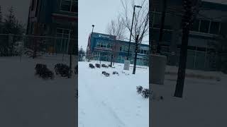 Snowfall Edmonton 🍁 #viral #canada #best #2024 #snow #edmonton #shorts #short #like