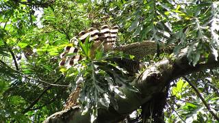 Águila Penachuda | Ornate Hawk-Eagle | Spizaetus ornatus