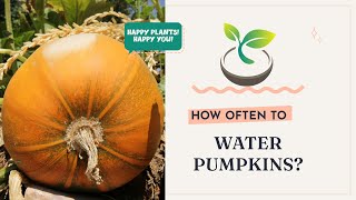 🎃How Often to Water Pumpkins? Your Ultimate Gardening Guide!