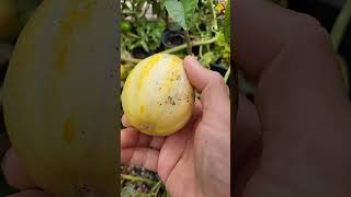 Sweet, Juicy, and Crunchy Korean Yellow Melon in Our Vegetable Garden Is Ready to Pick for A Taste